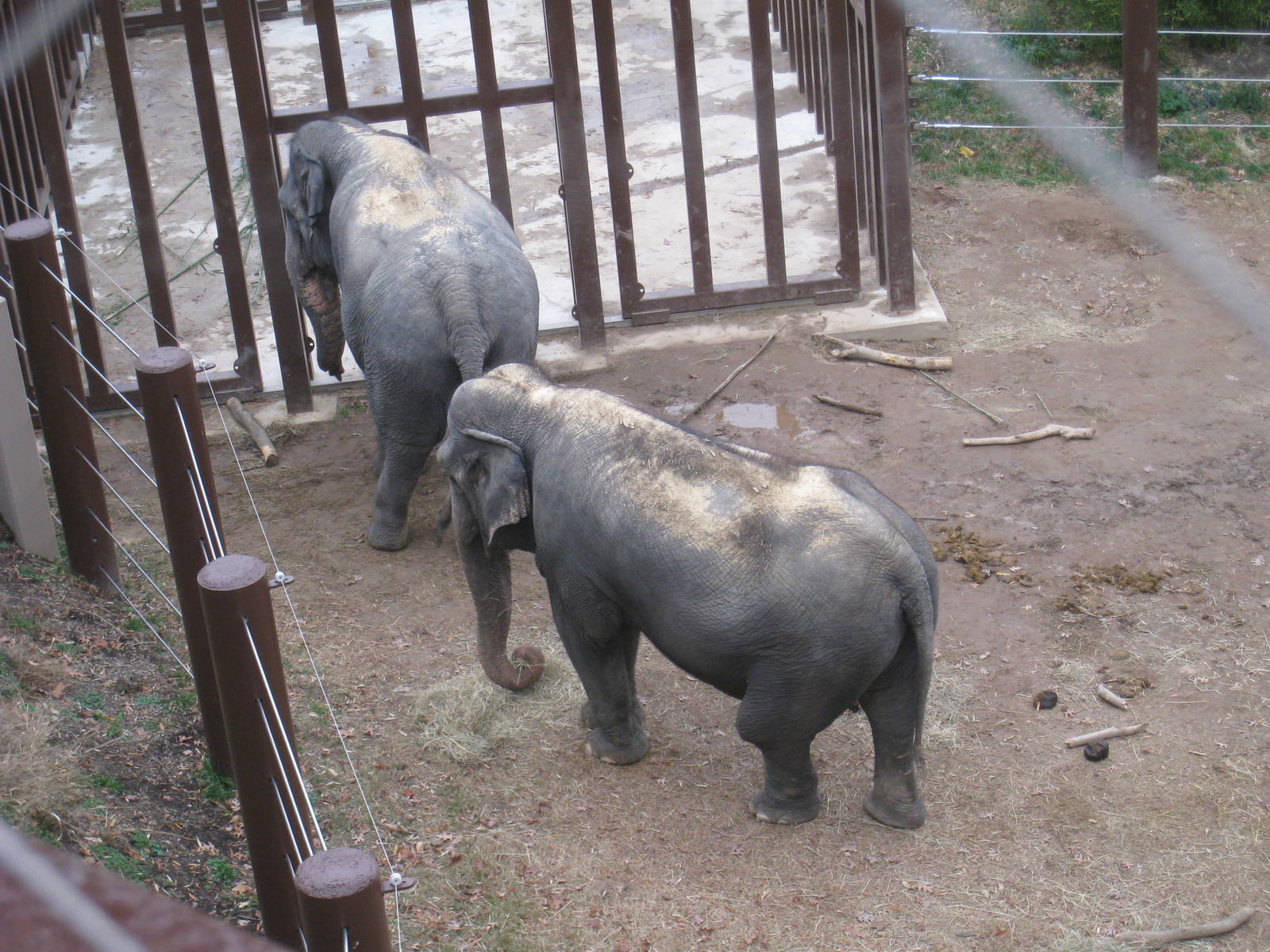 Asian Elephants