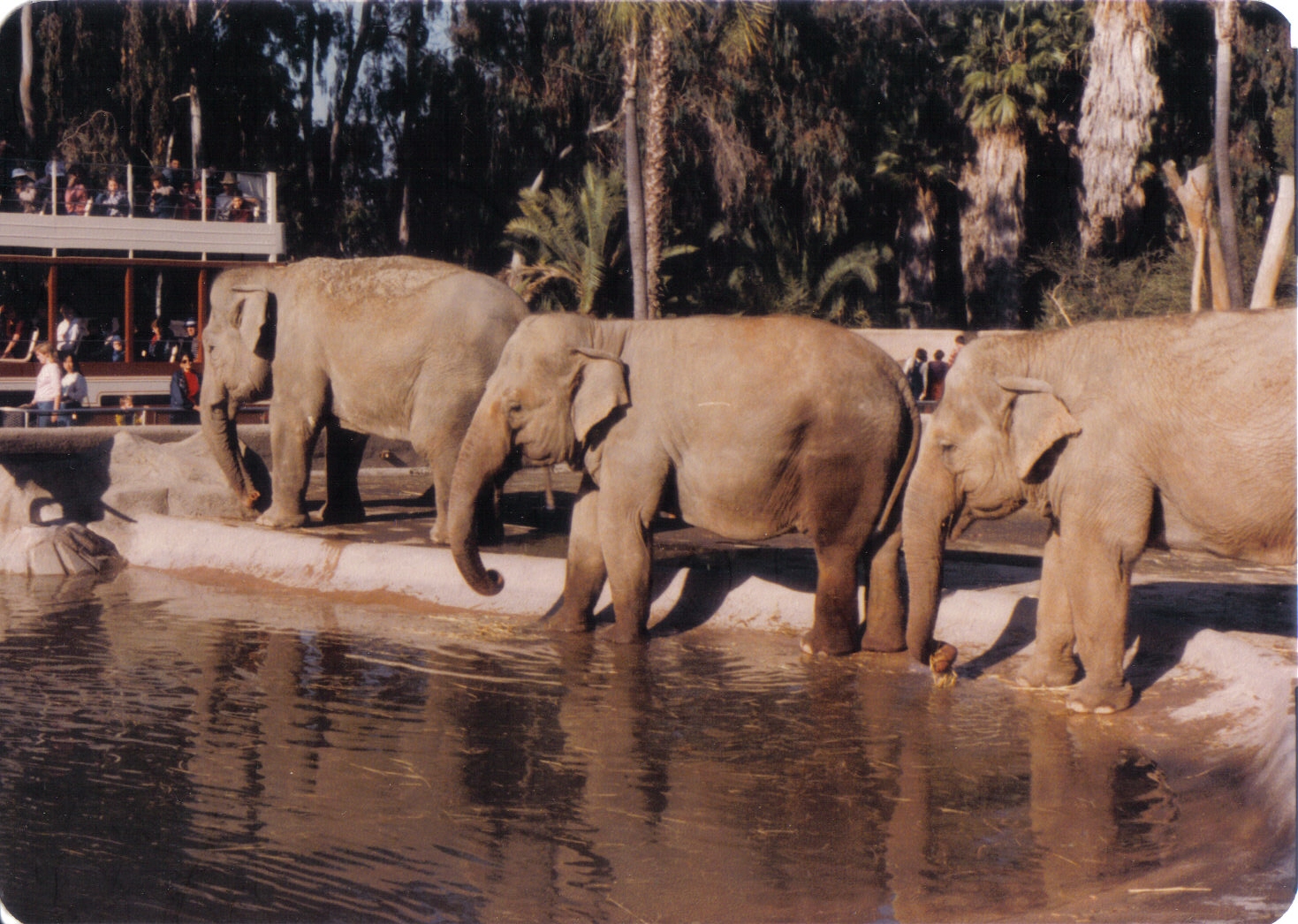 Asian elephants