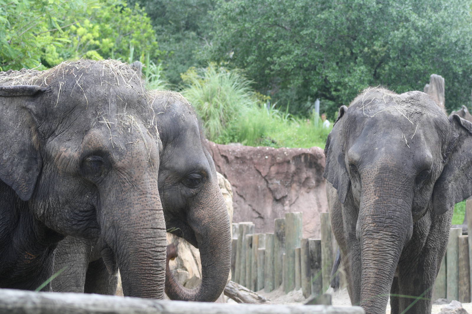 Asian Elephants