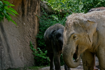 Asian elephants