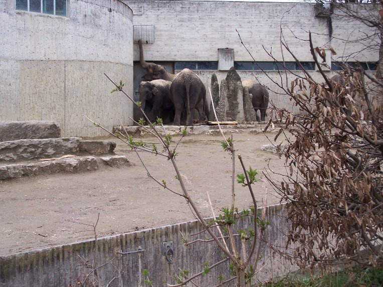 Asian elephants
