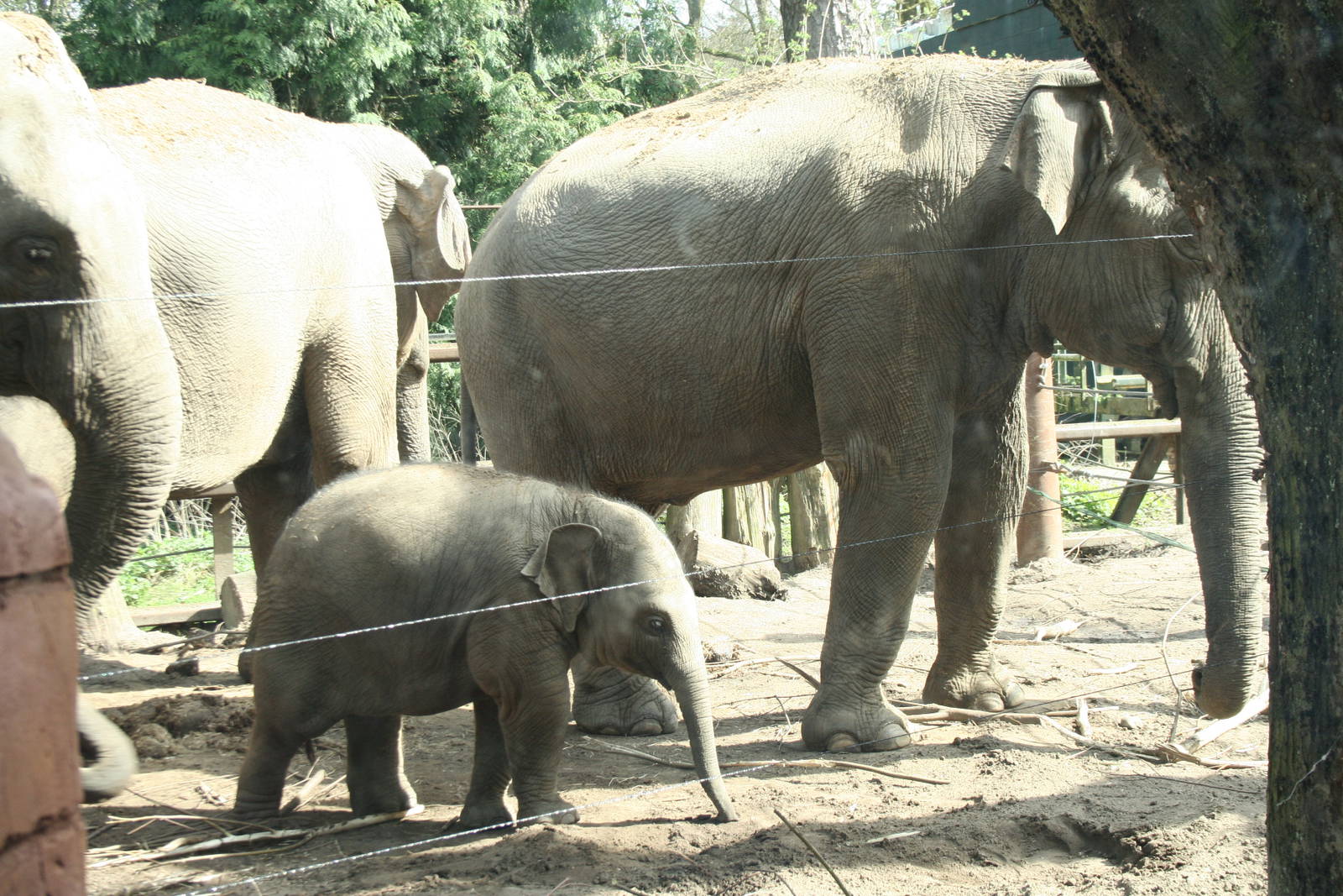 Asian elephants