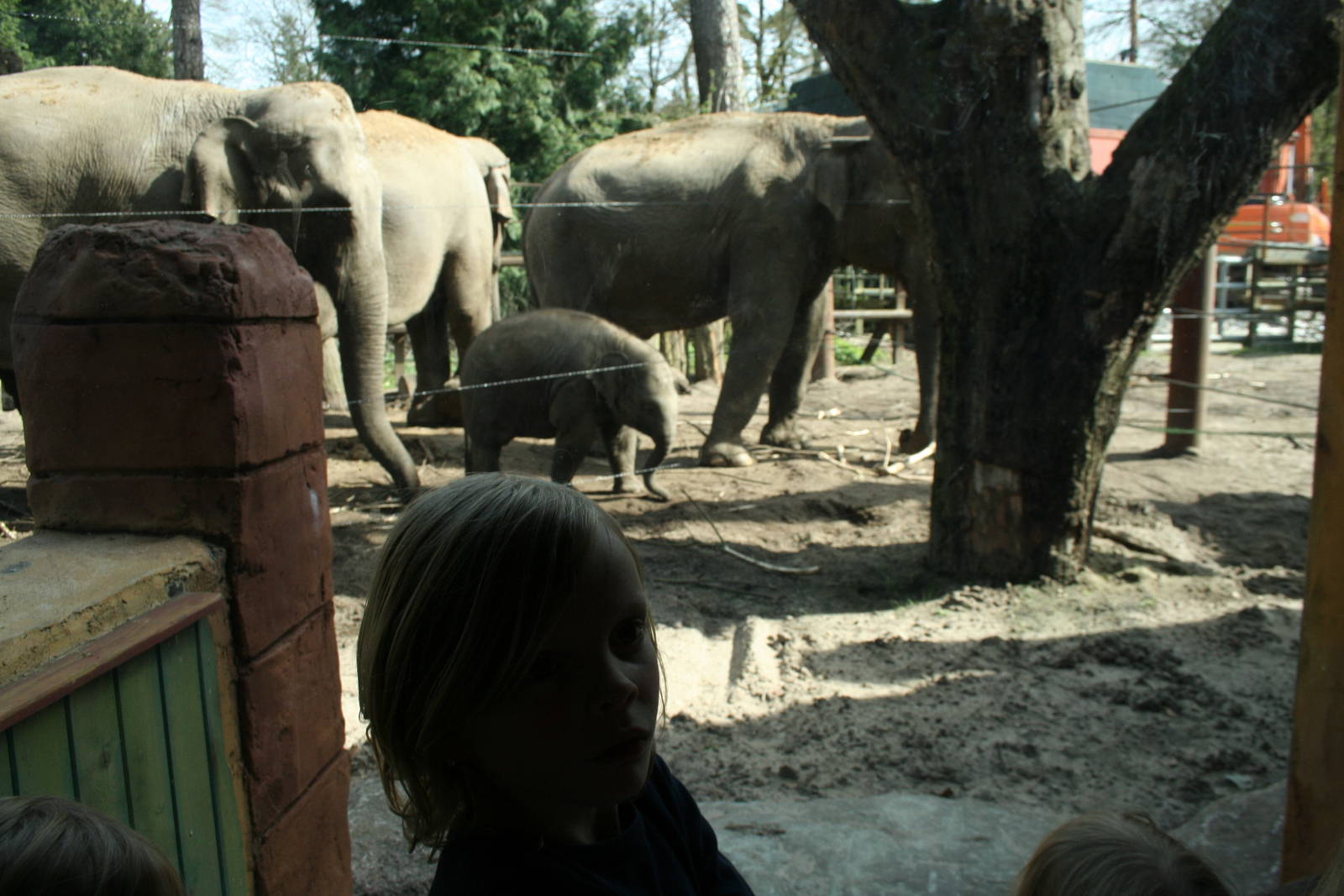 Asian elephants