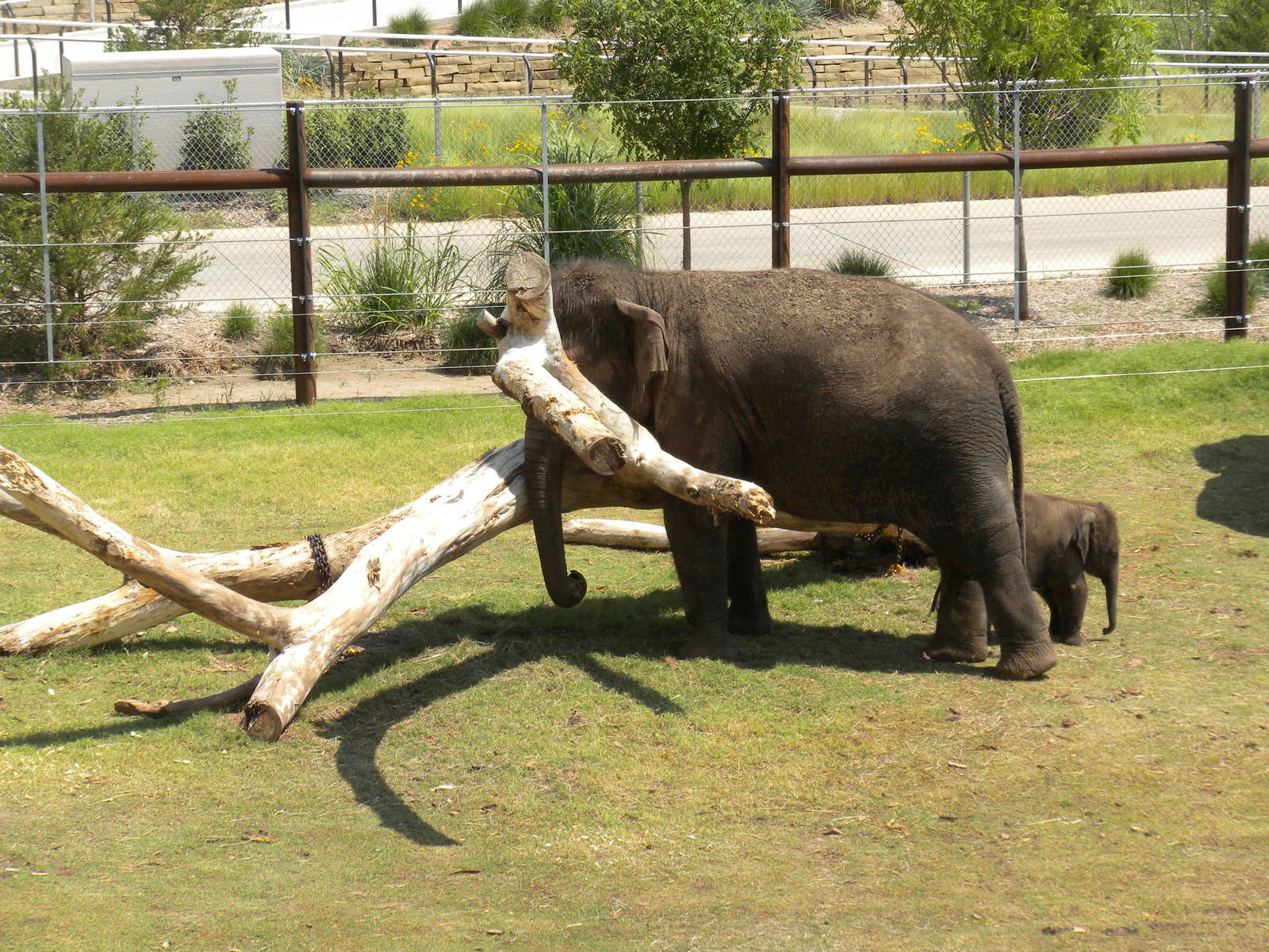 Asian Elephants