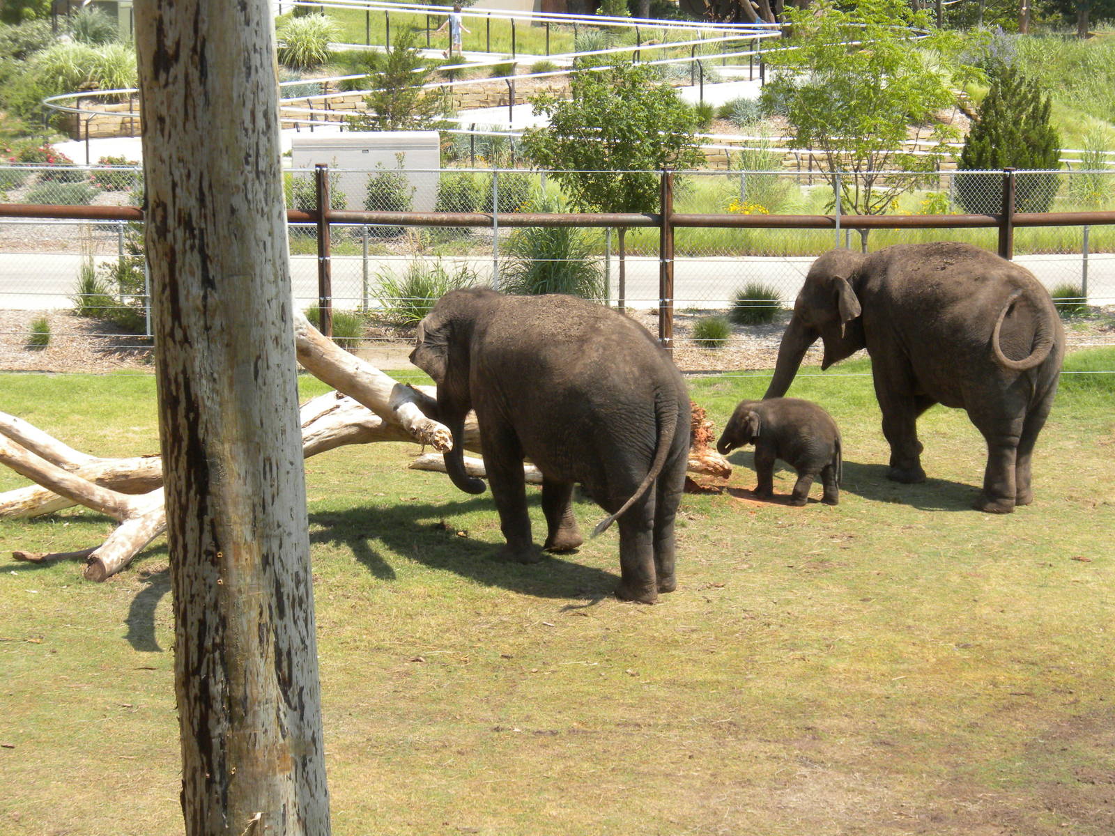 Asian Elephants