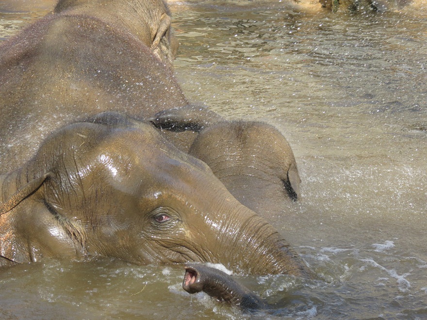 Asian elephants