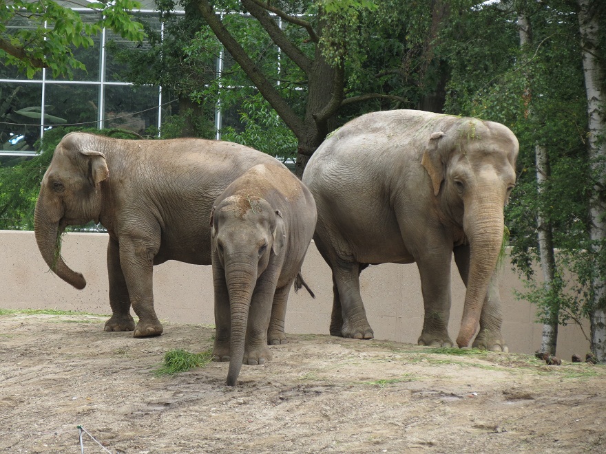 Asian Elephants
