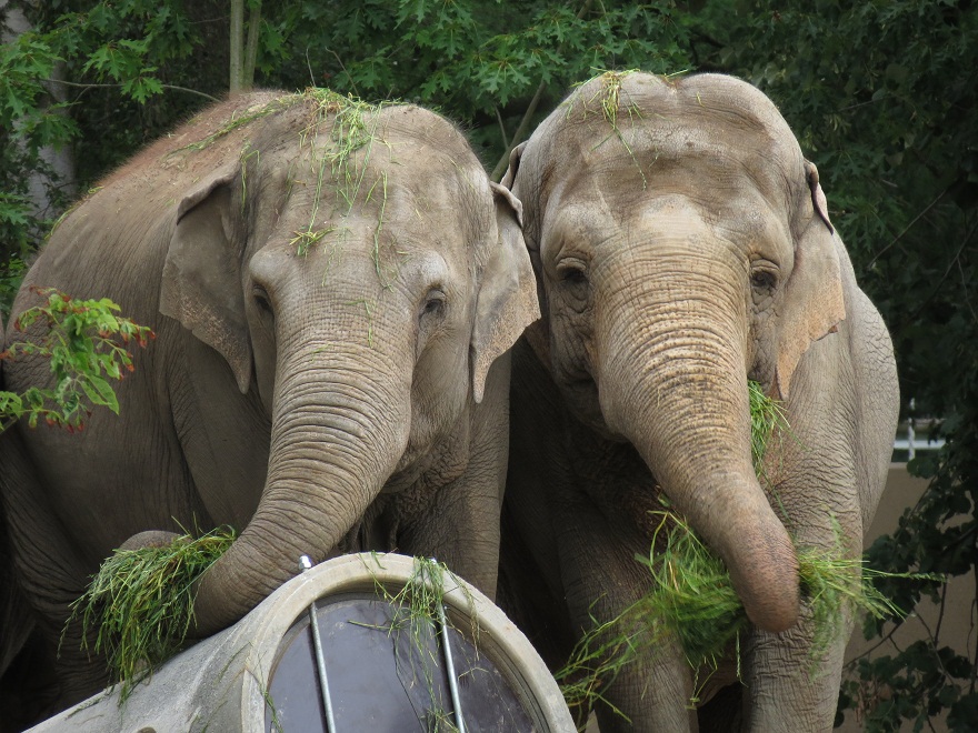 Asian Elephants