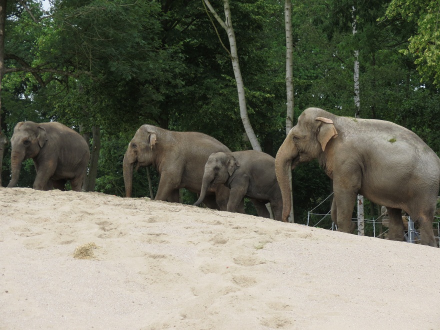 Asian Elephants