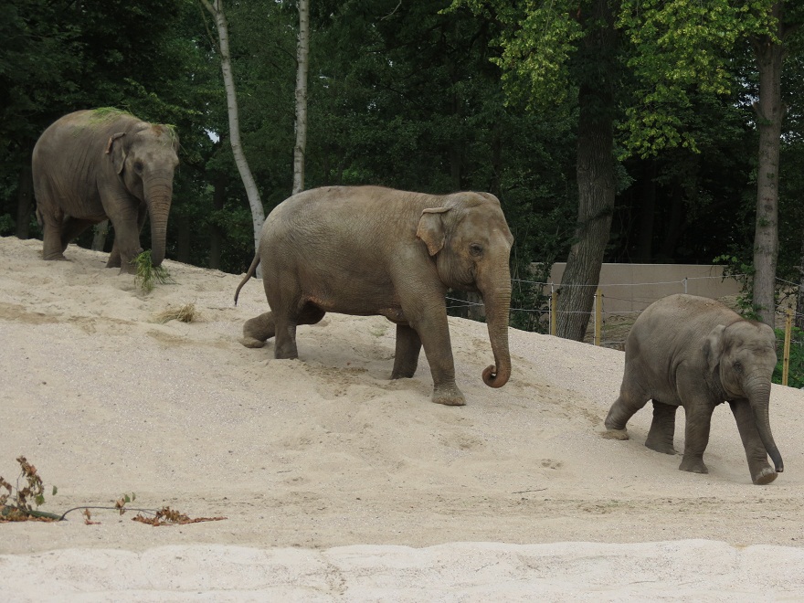 Asian Elephants