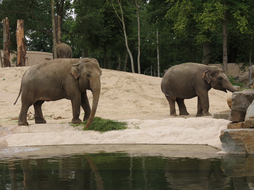Asian Elephants