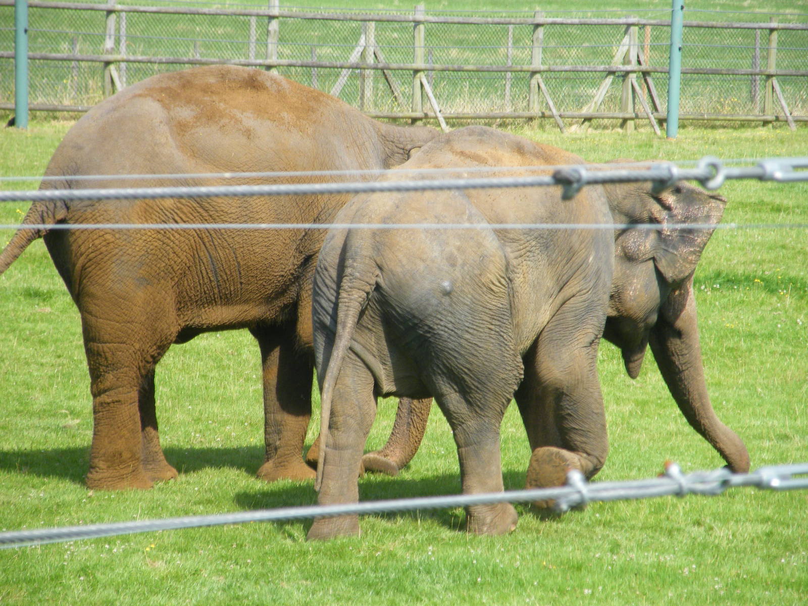 Asian Elephants