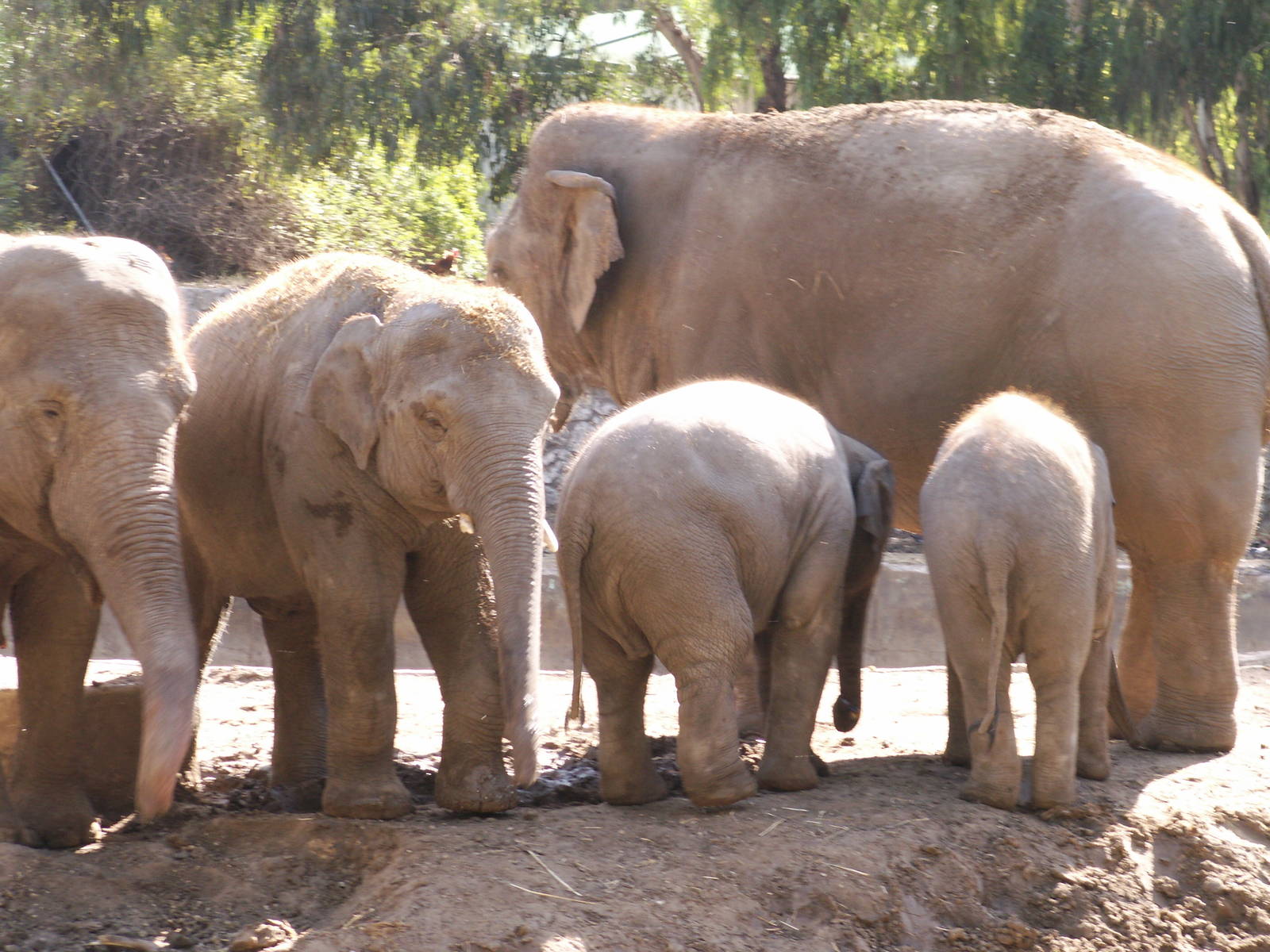 asian elephants