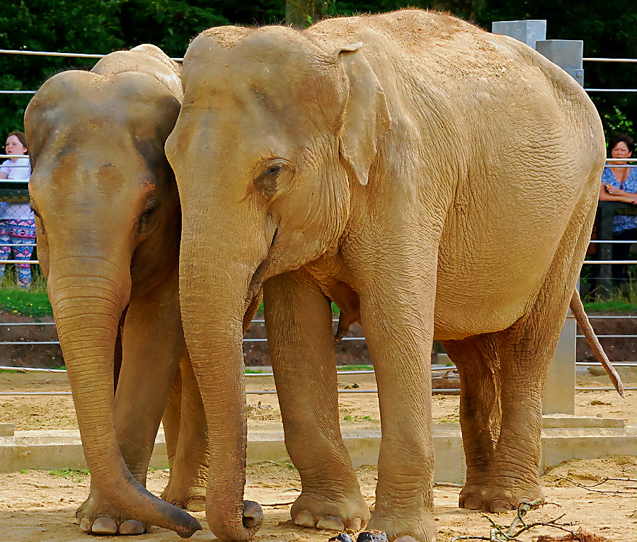 ASIAN ELEPHANTS