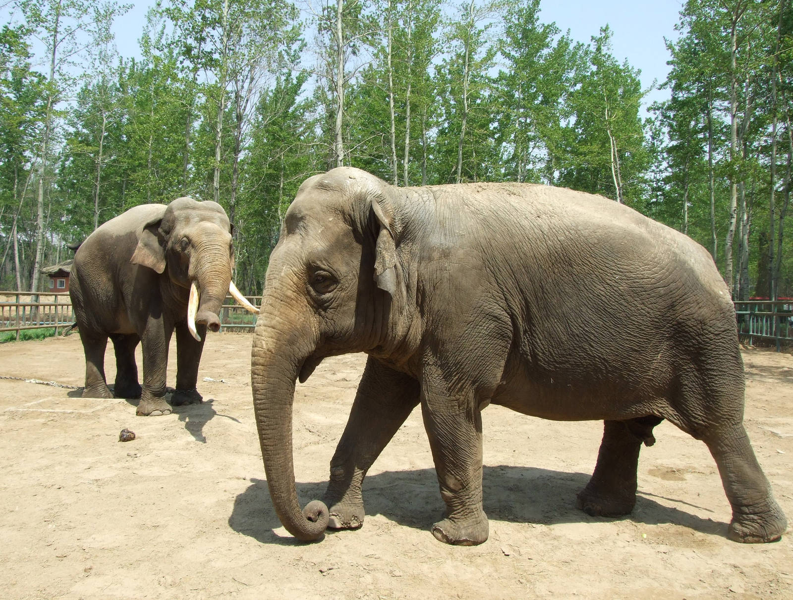 Asian elephants