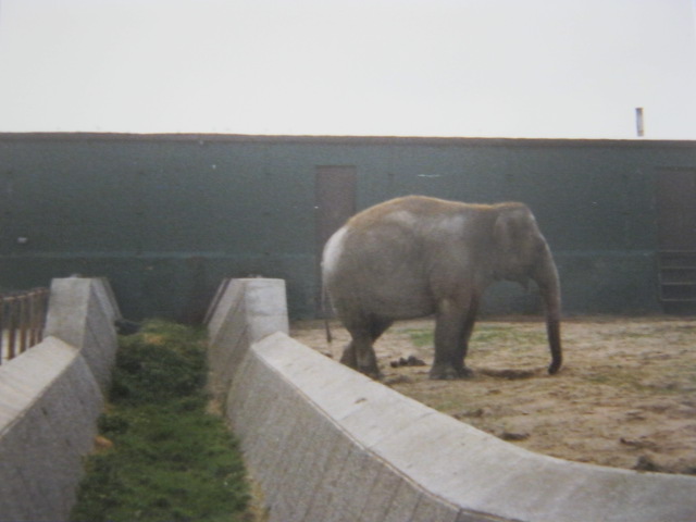Asian Elephants