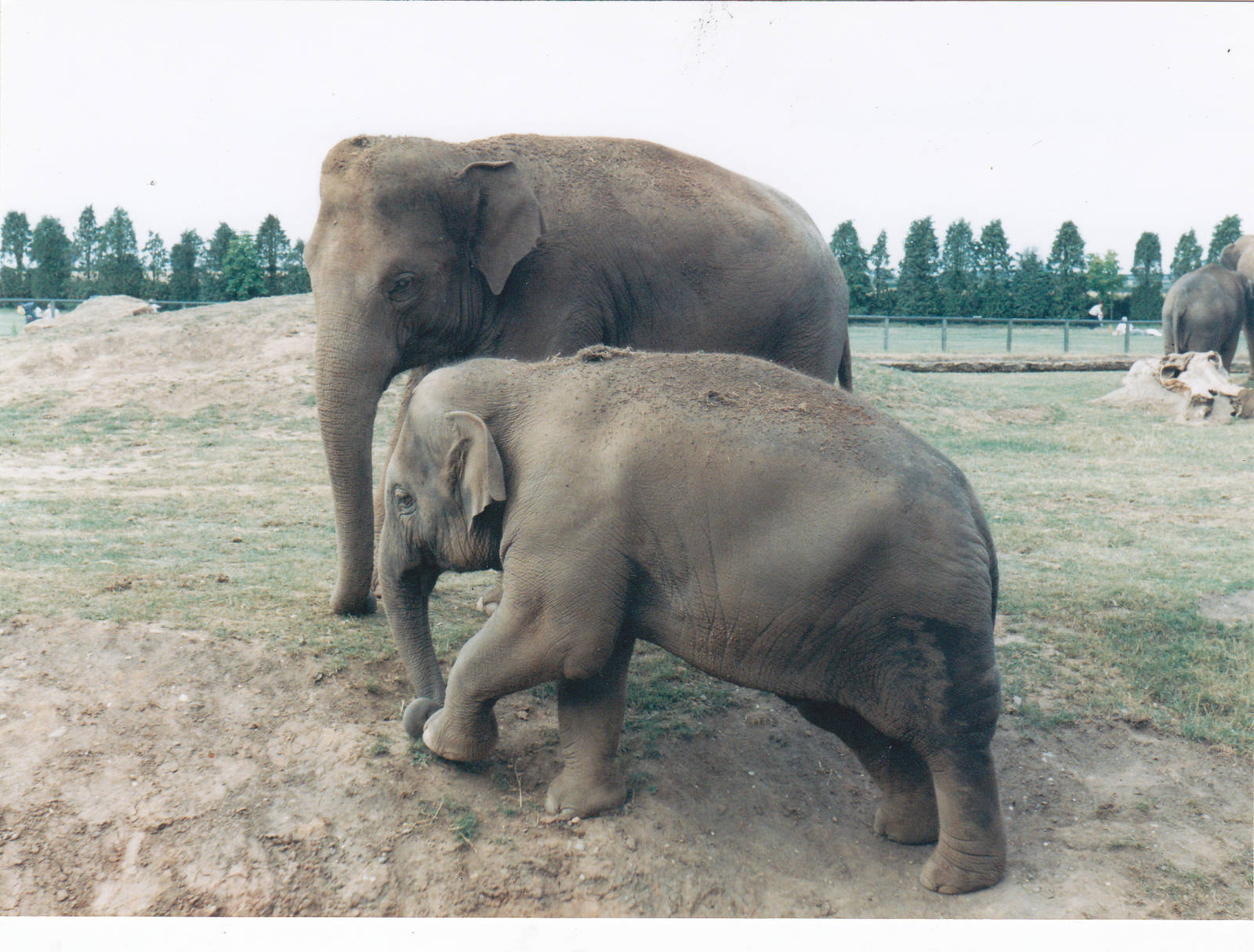 Asian Elephants.
