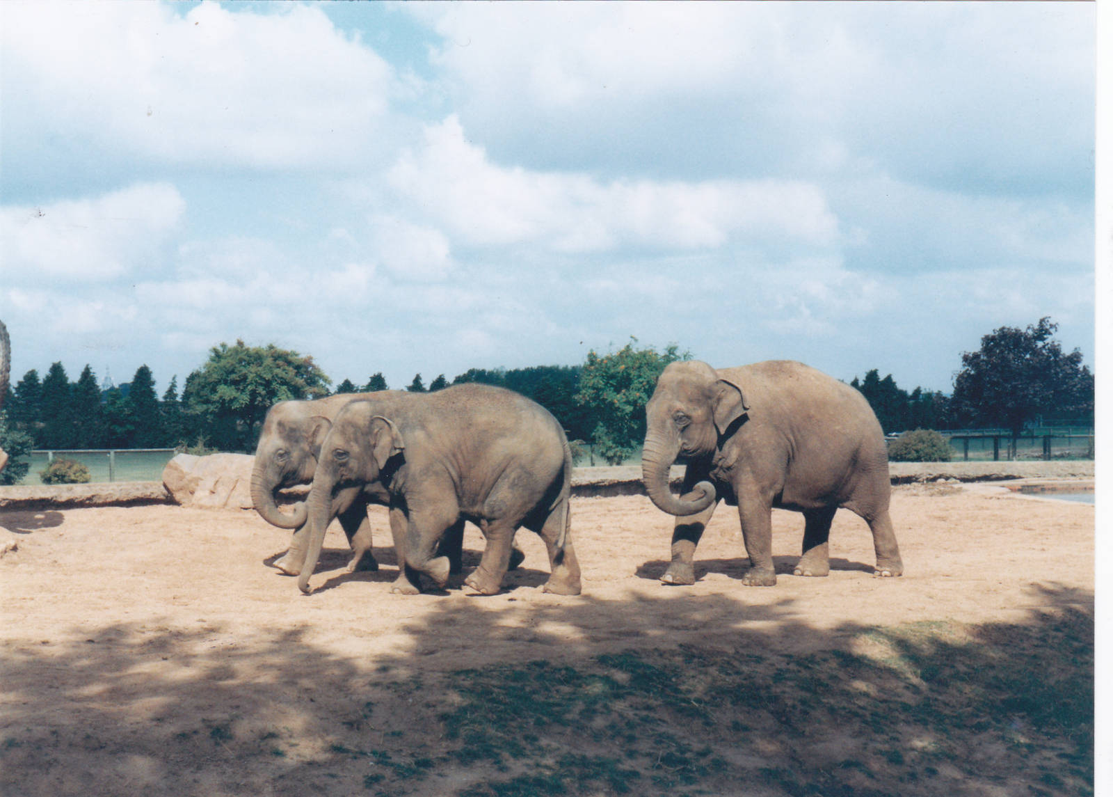 Asian elephants