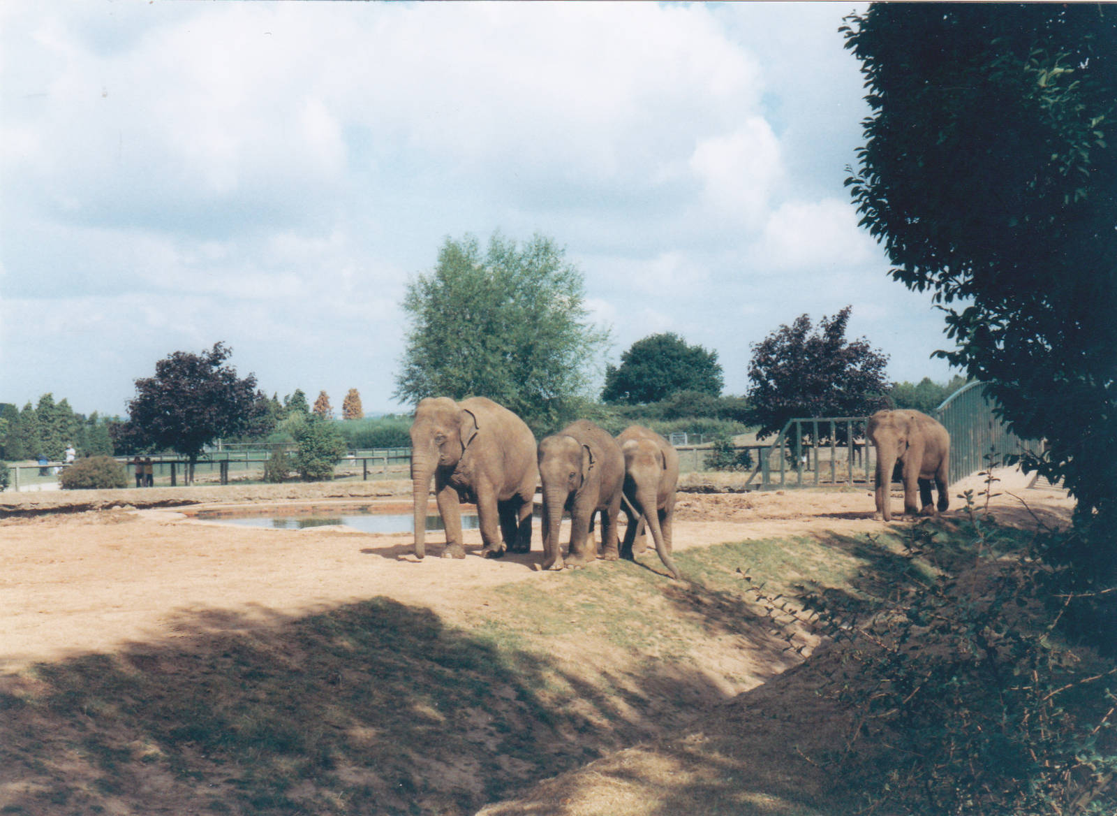 Asian elephants