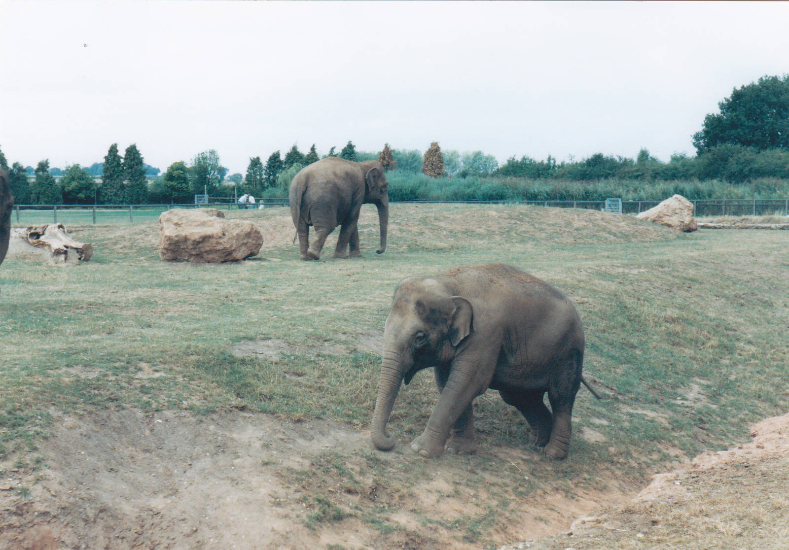 Asian elephants