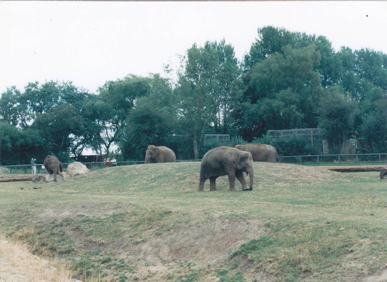 Asian elephants