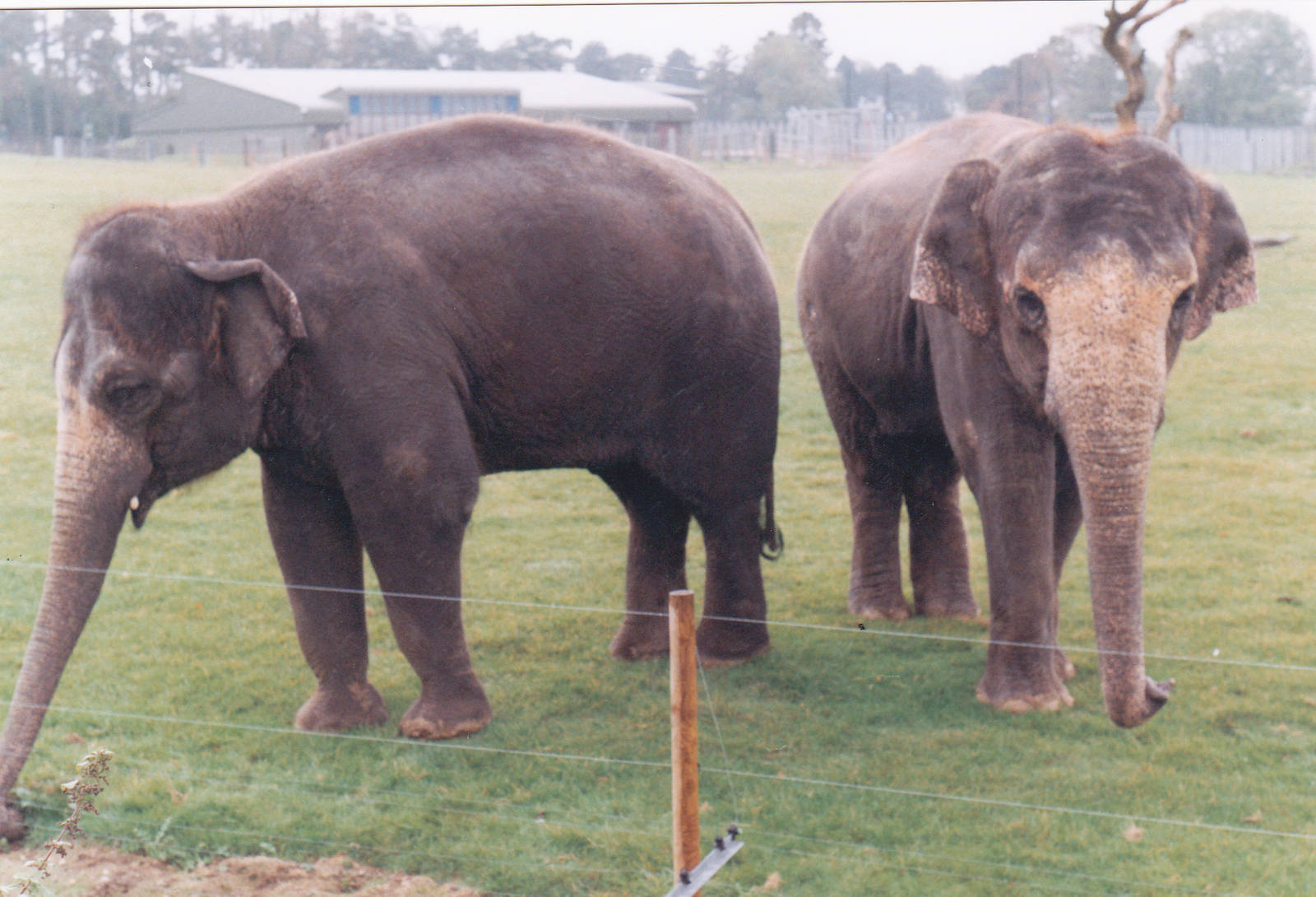 Asian elephants