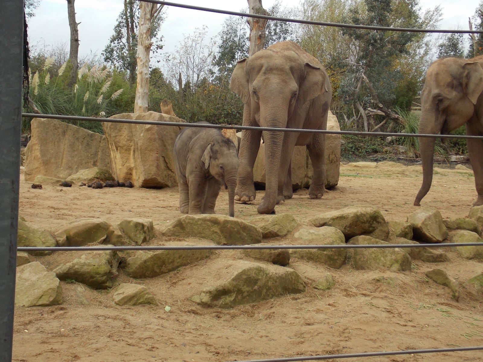 Asian elephants
