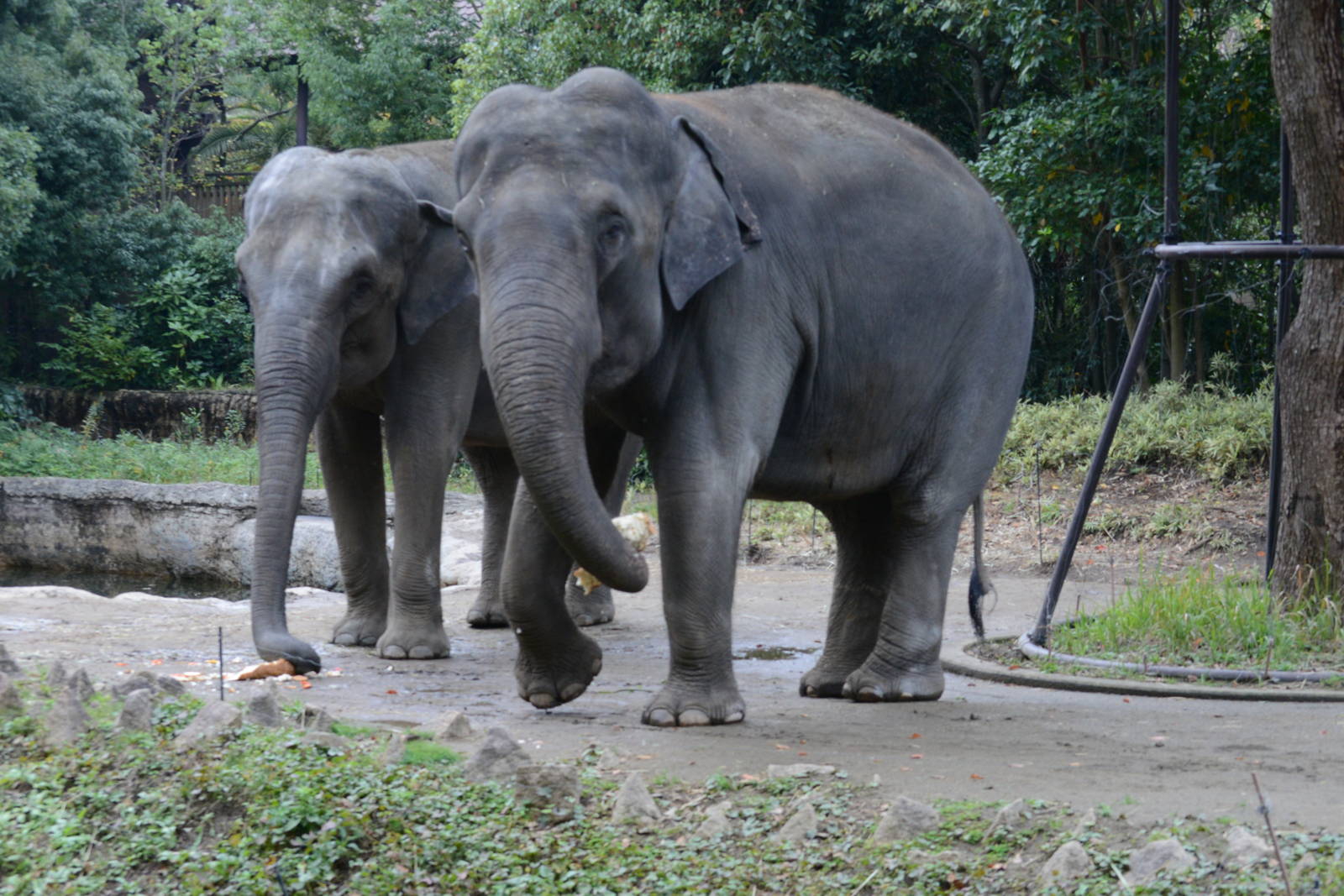 Asian elephants