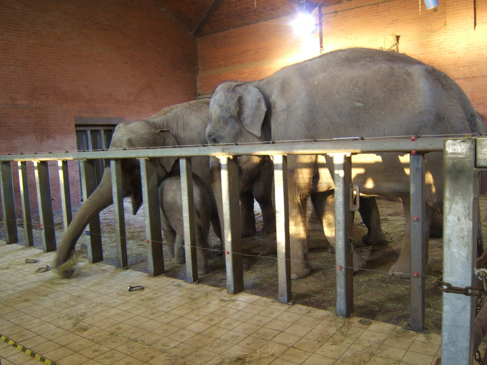 Asian Elephants