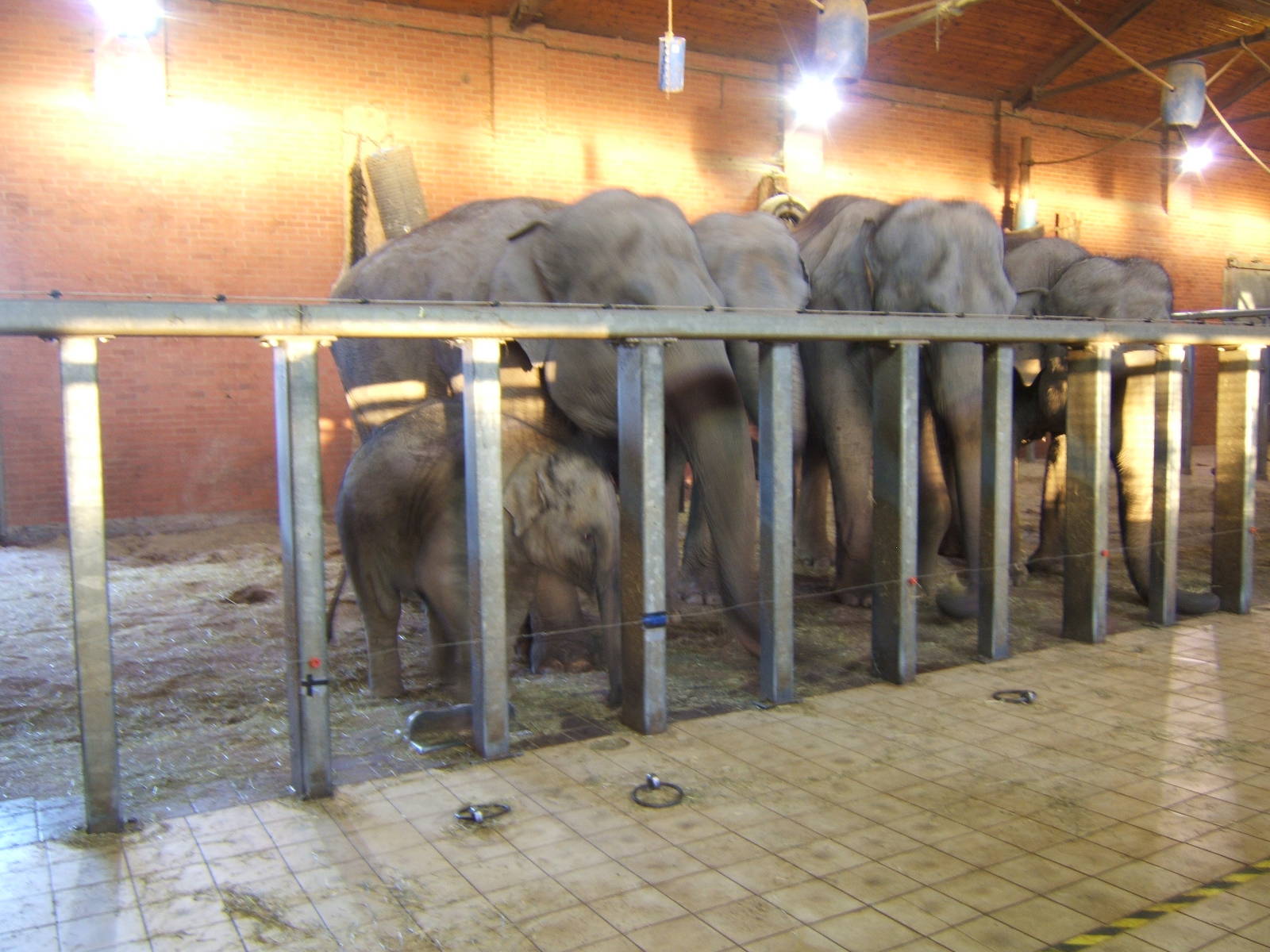 Asian Elephants