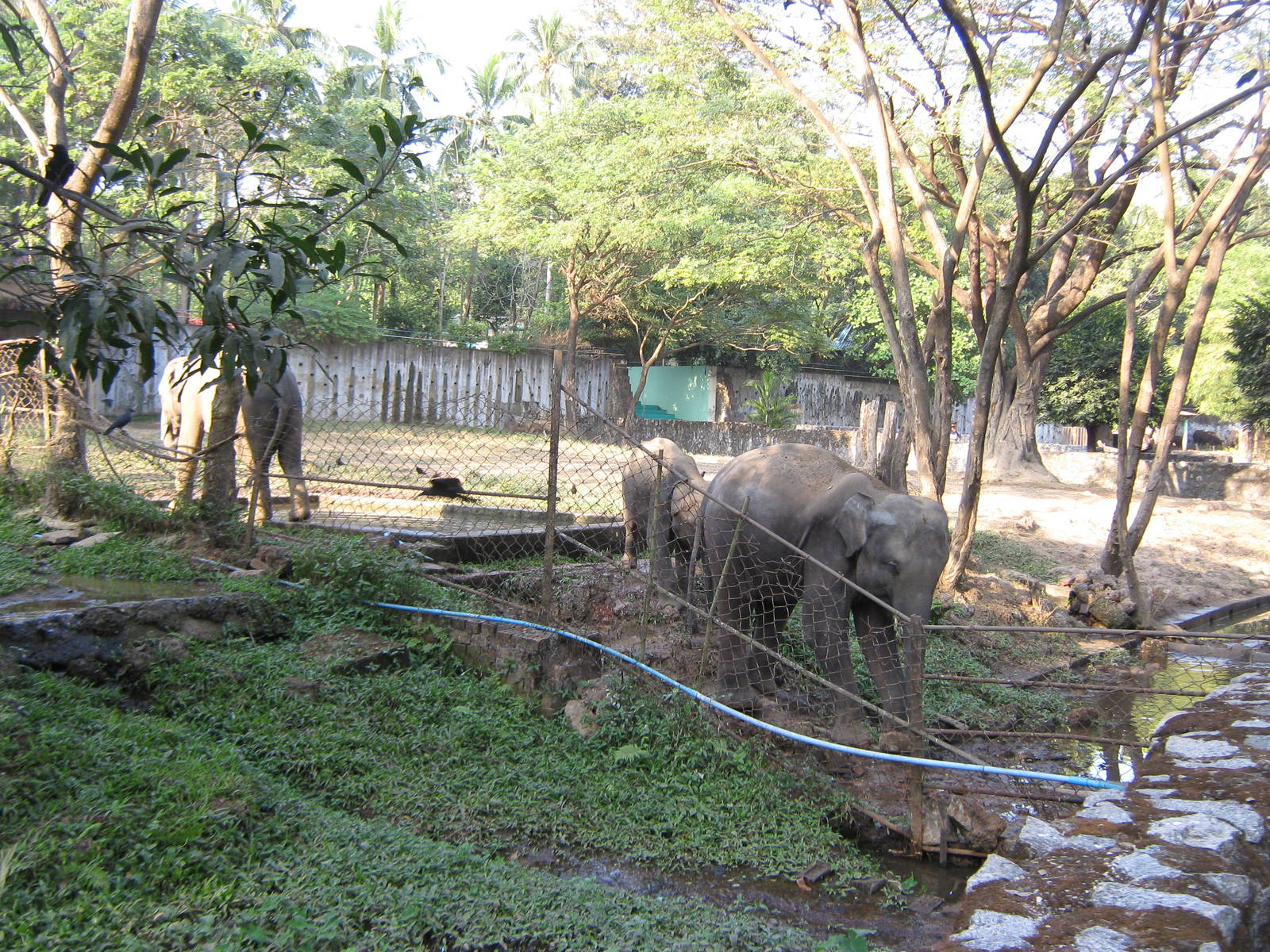 Asian Elephants