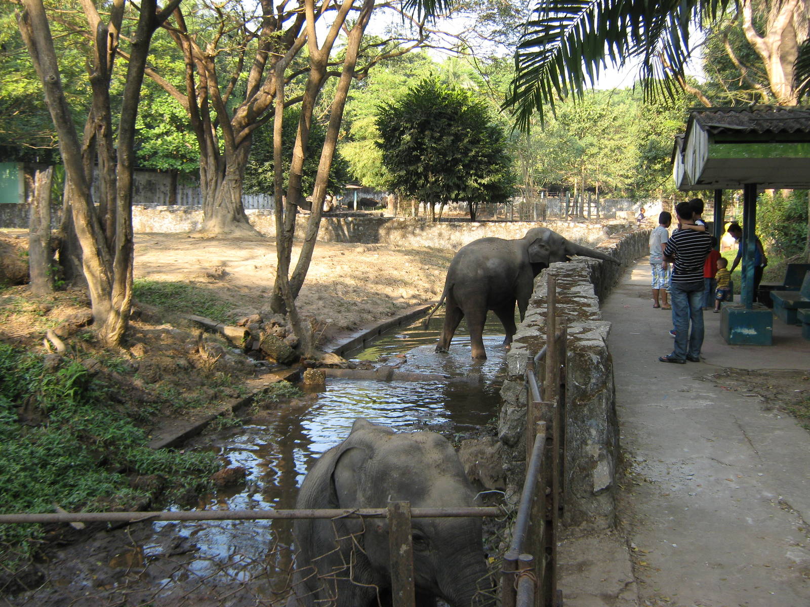 Asian Elephants