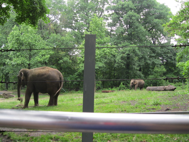 Asian Elephants