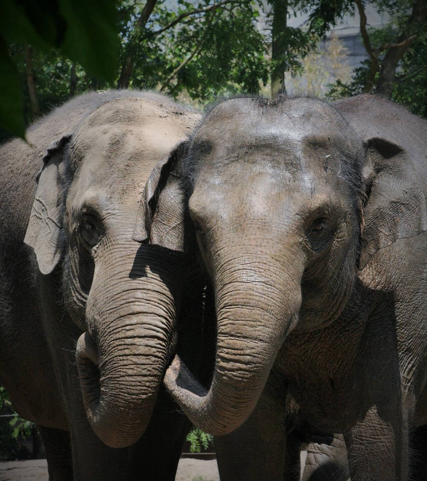 Asian Elephants.
