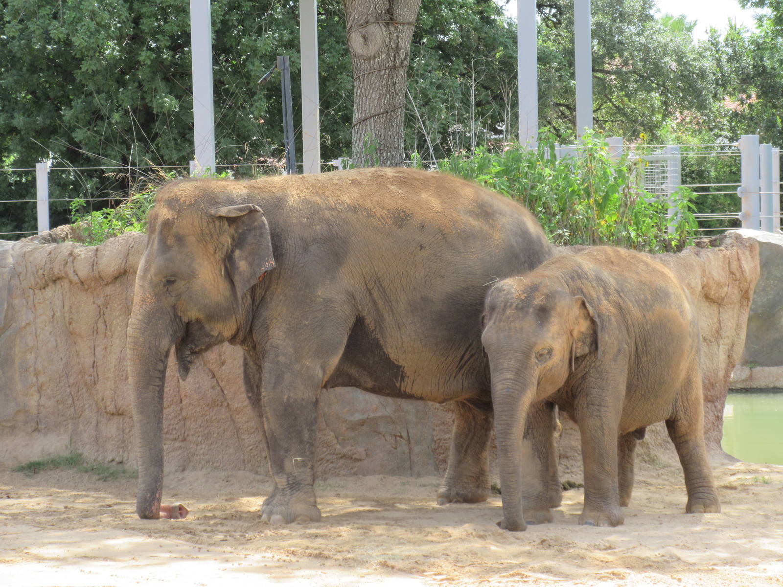 Asian Elephants