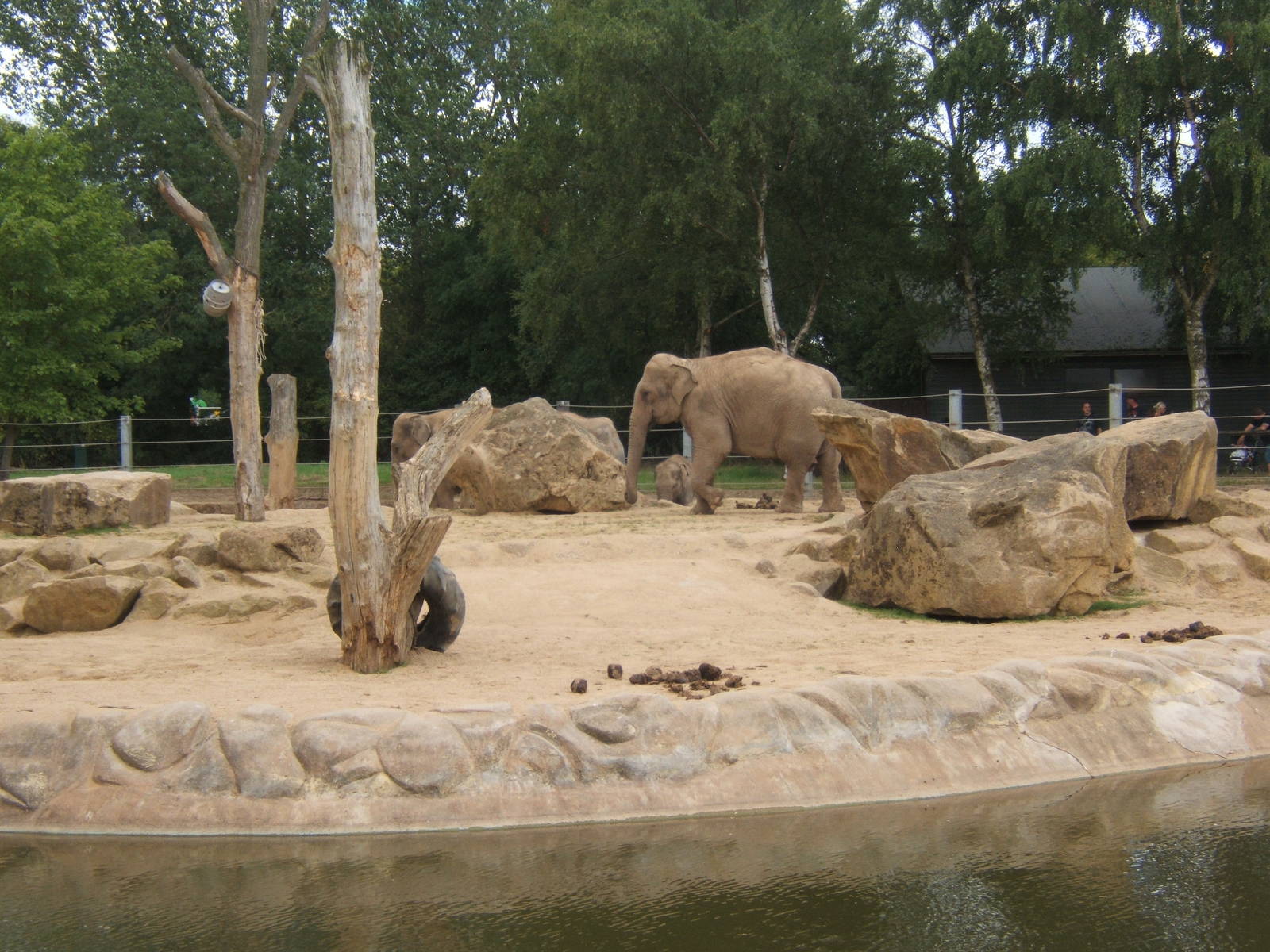 Asian Elephants