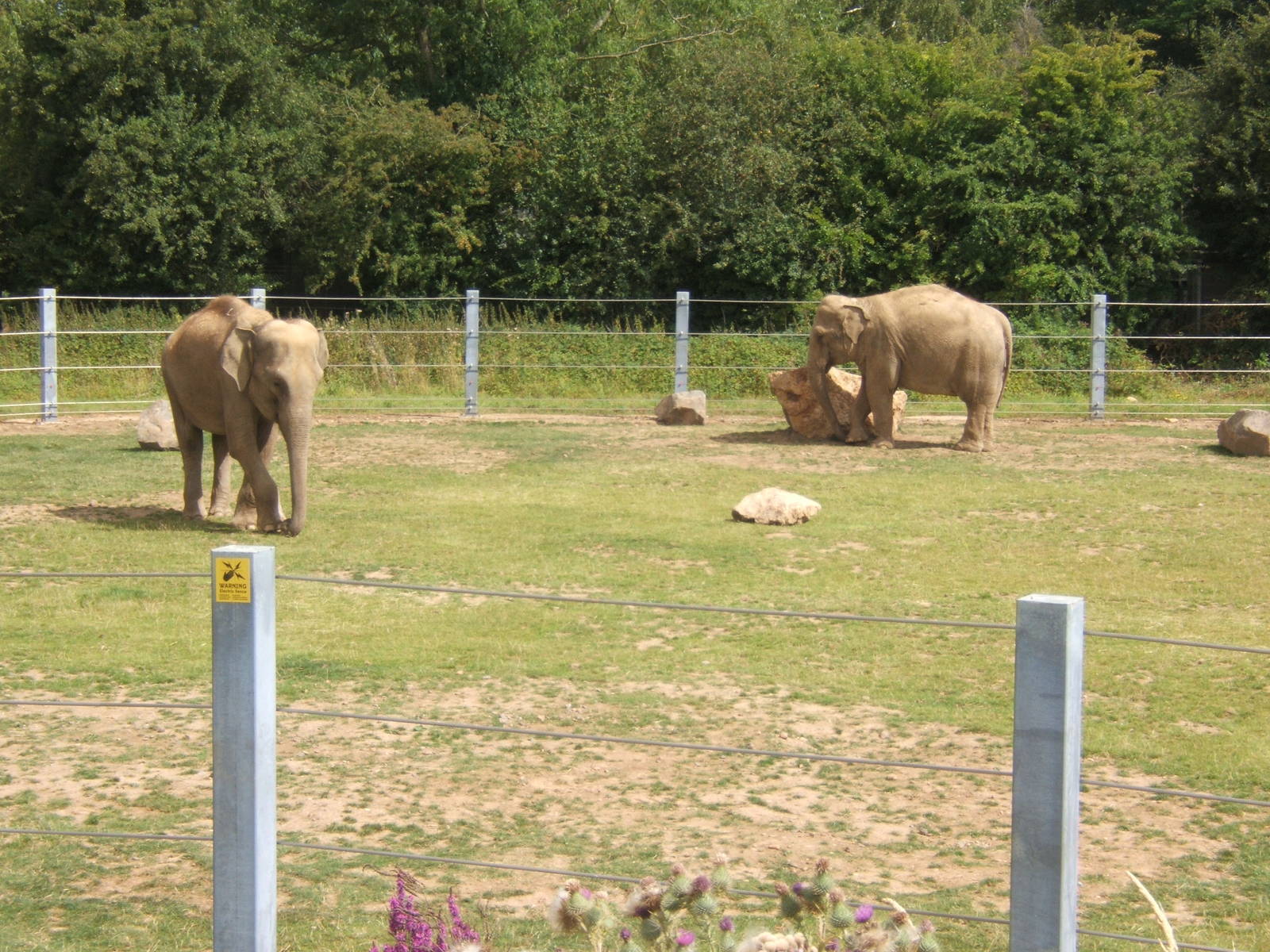 Asian Elephants