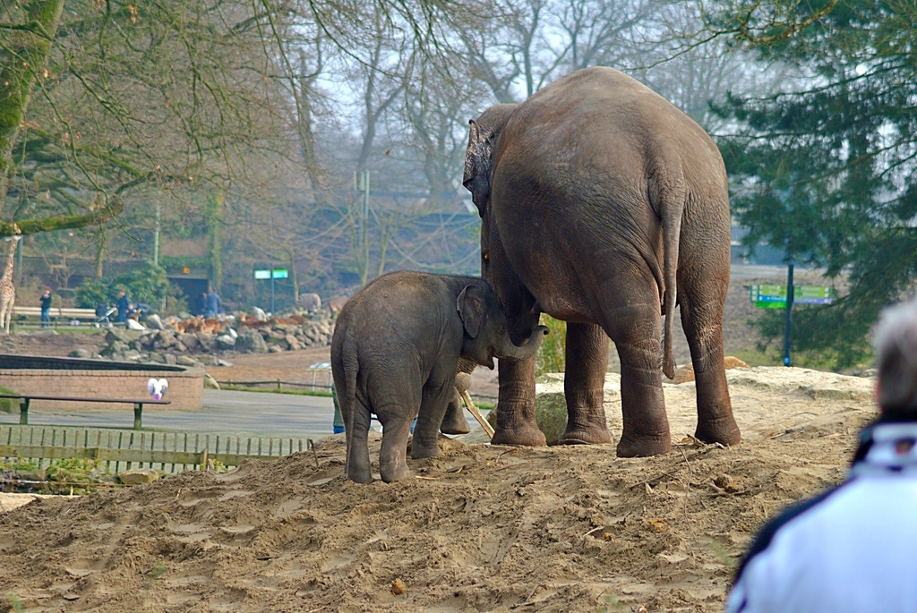 Asian elephants