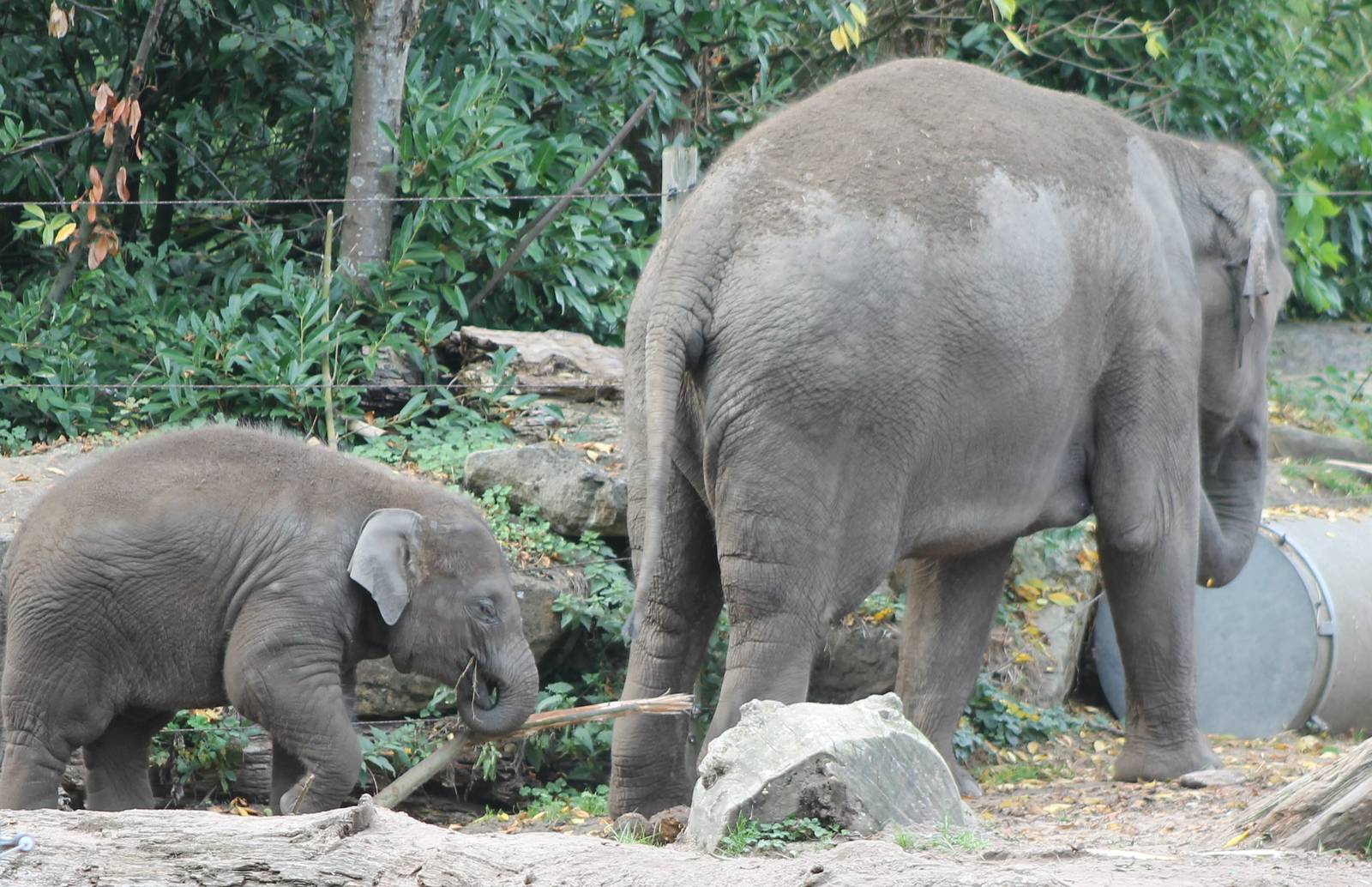 Asian elephants