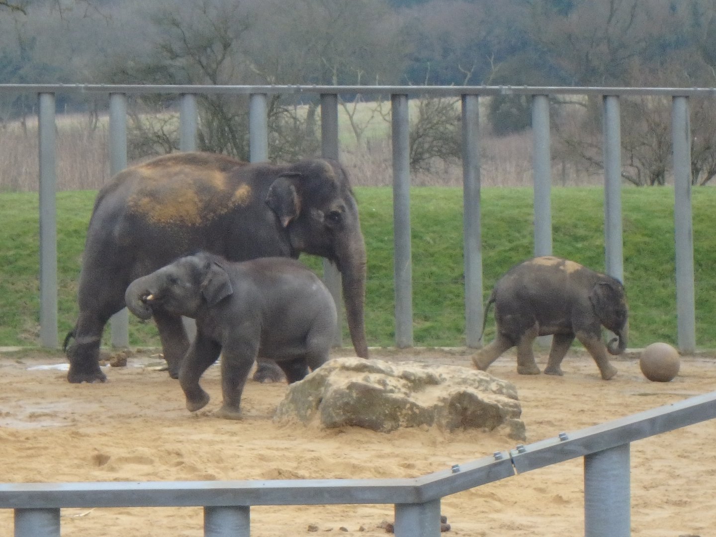Asian elephants