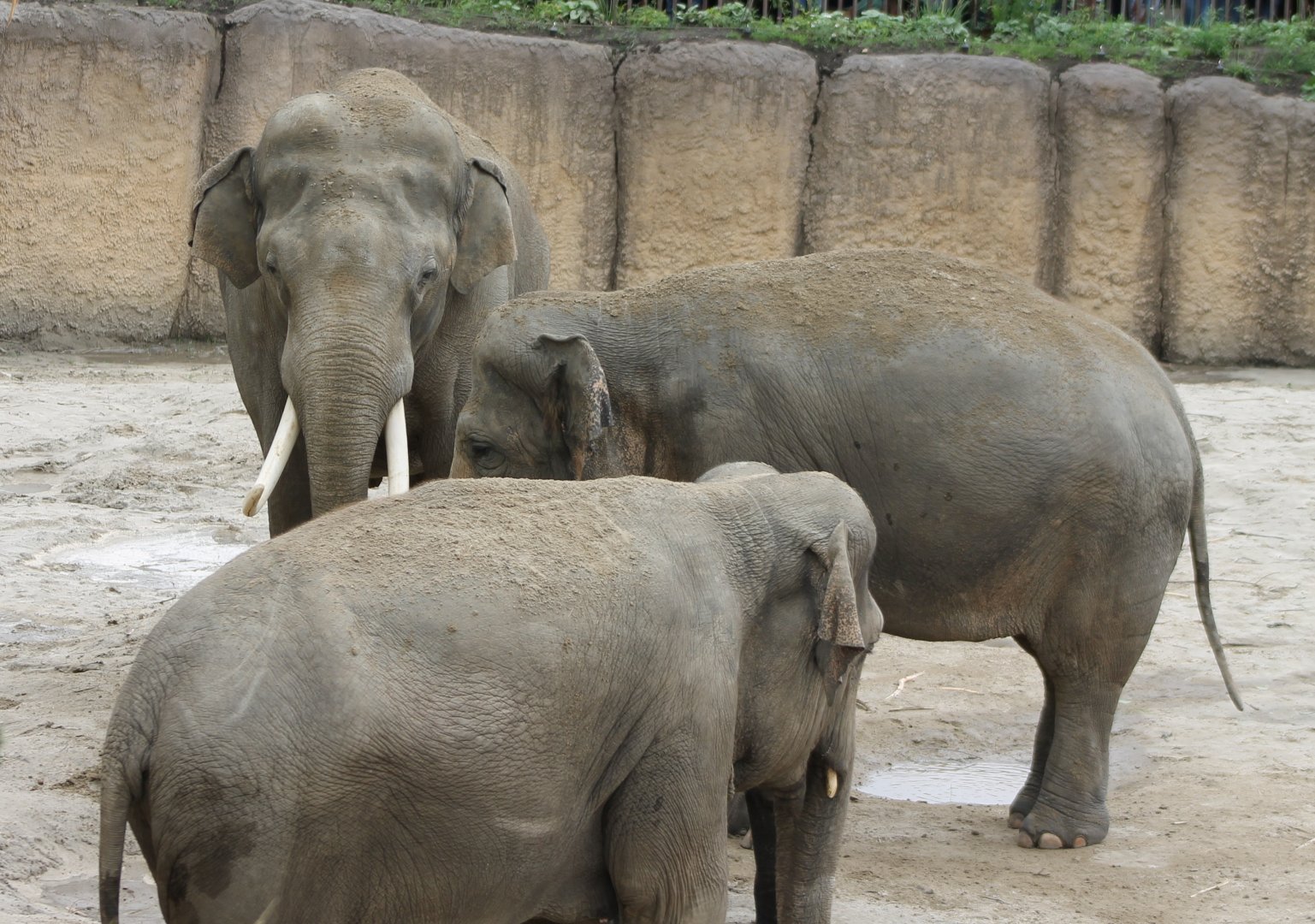Asian elephants