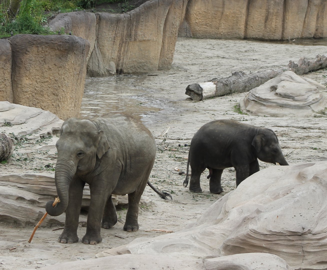 Asian elephants