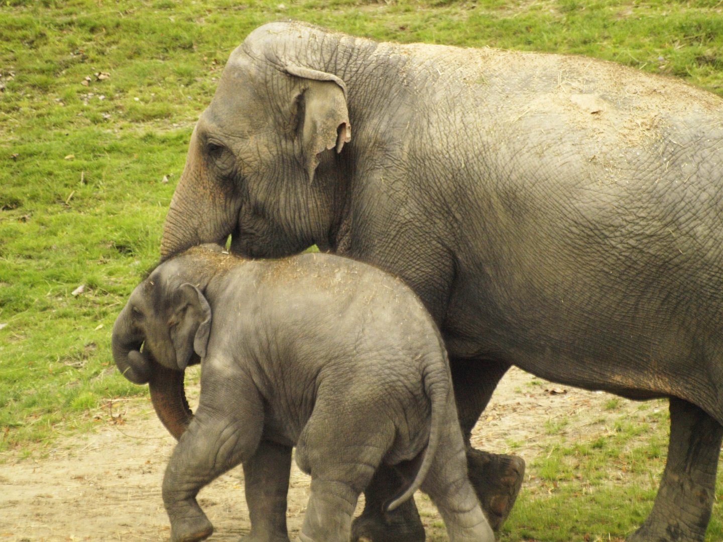 Asian elephants