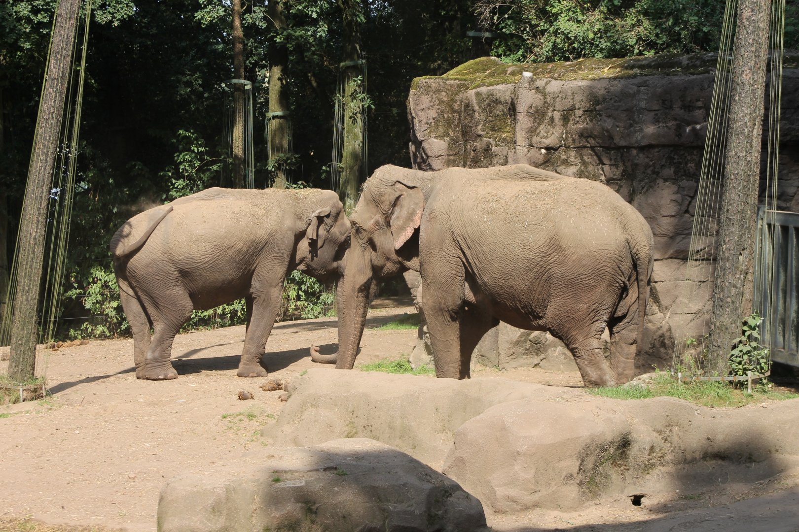 Asian elephants