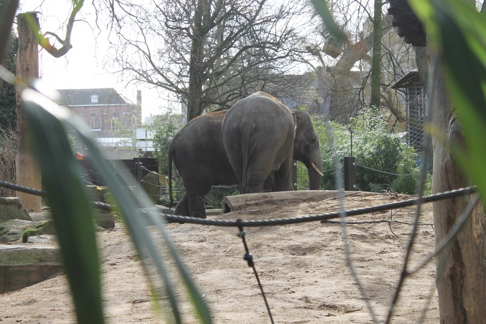 Asian elephants