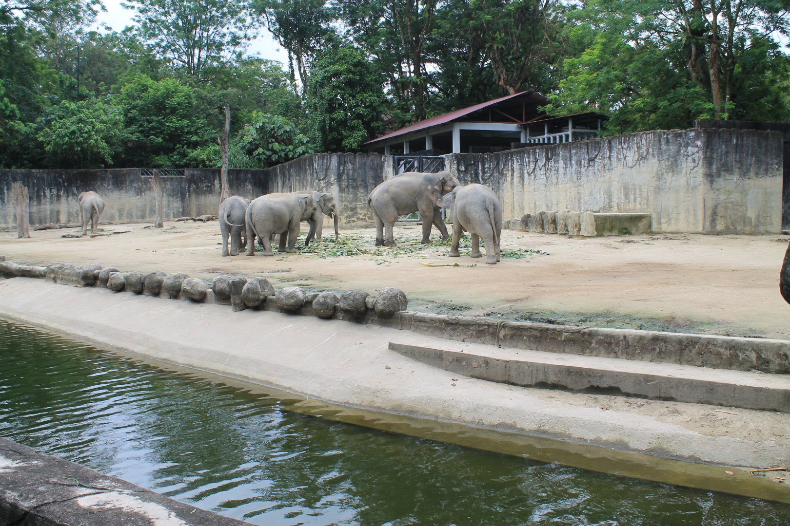 Asian Elephants