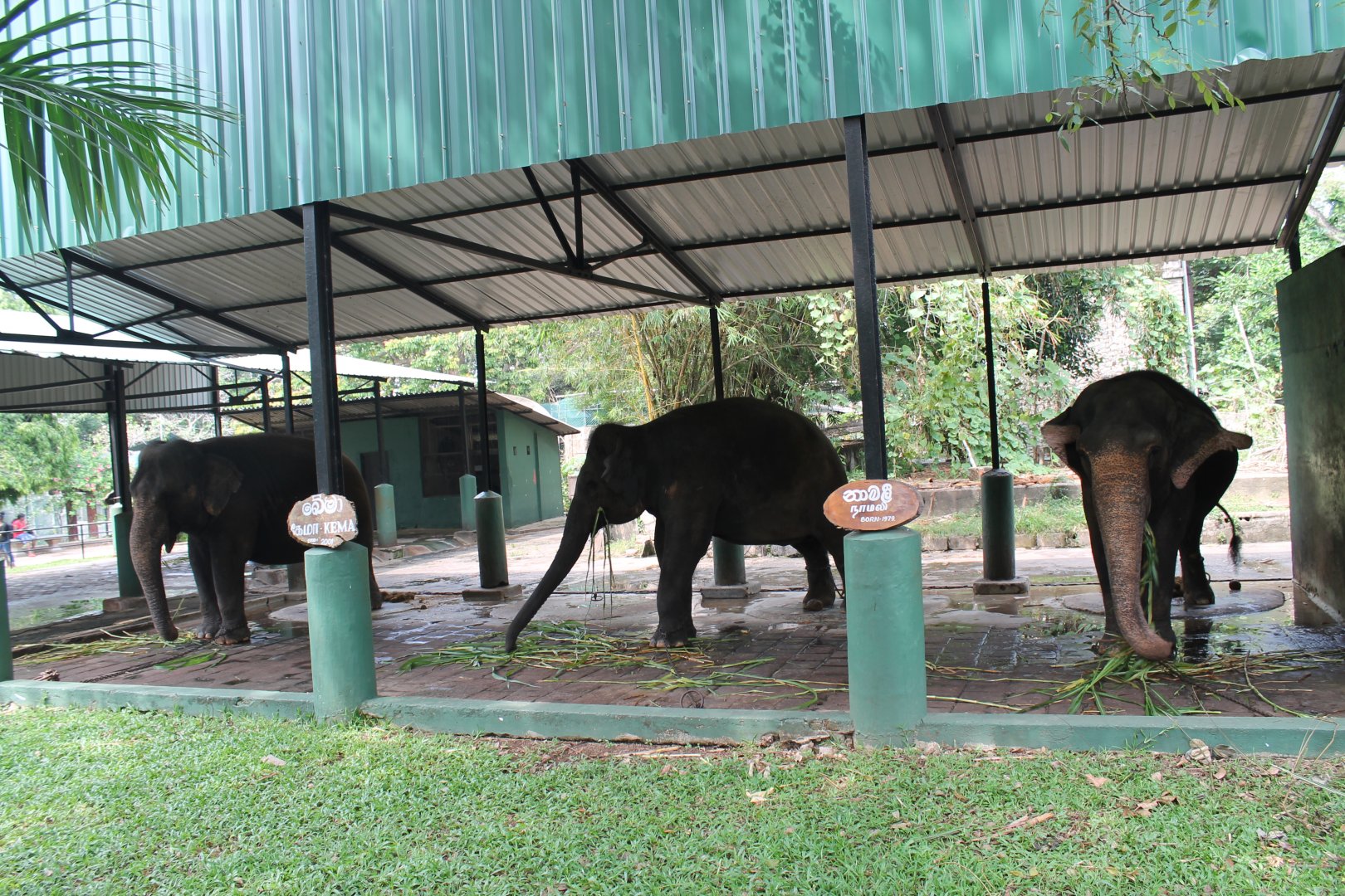 Asian Elephants
