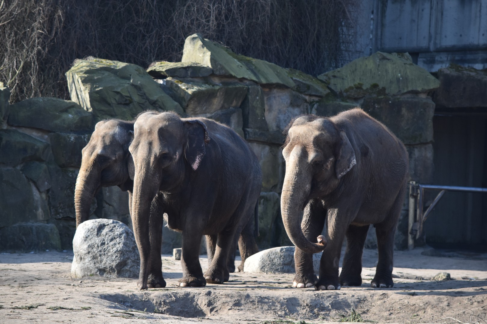 Asian elephants