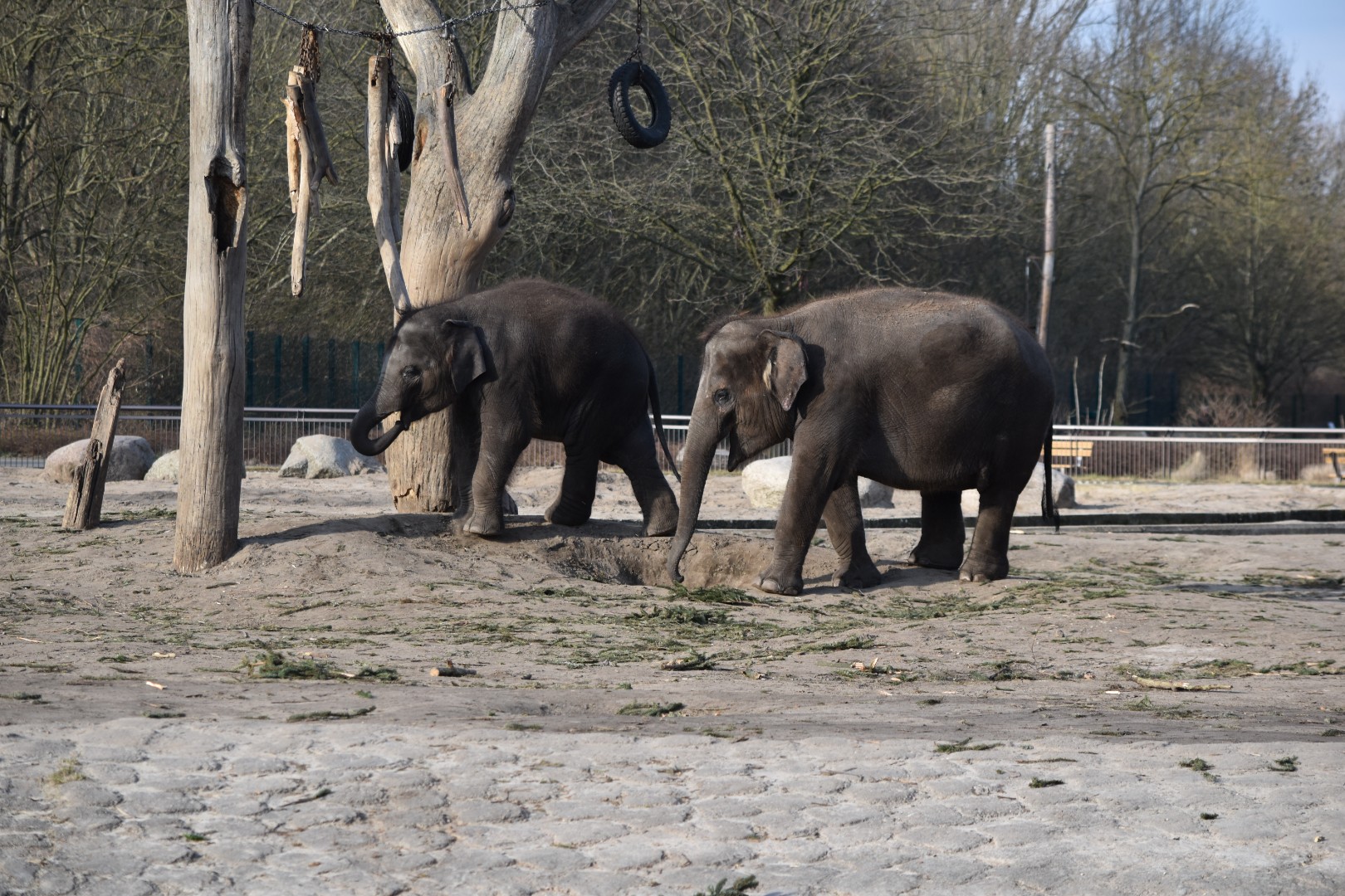 Asian elephants