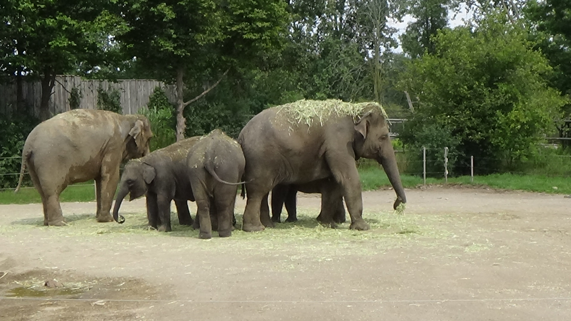 Asian elephants